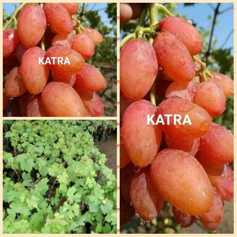 bibit anggur katra import. stek batang