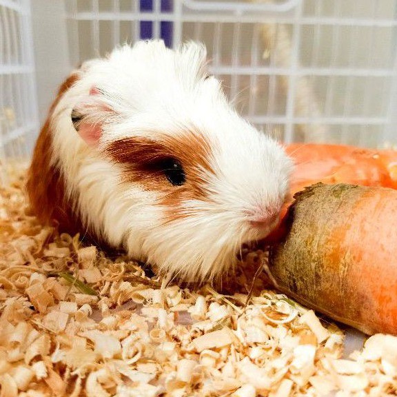 cavy. marmut. marmut hias. guinea pig. cavies. coronet
