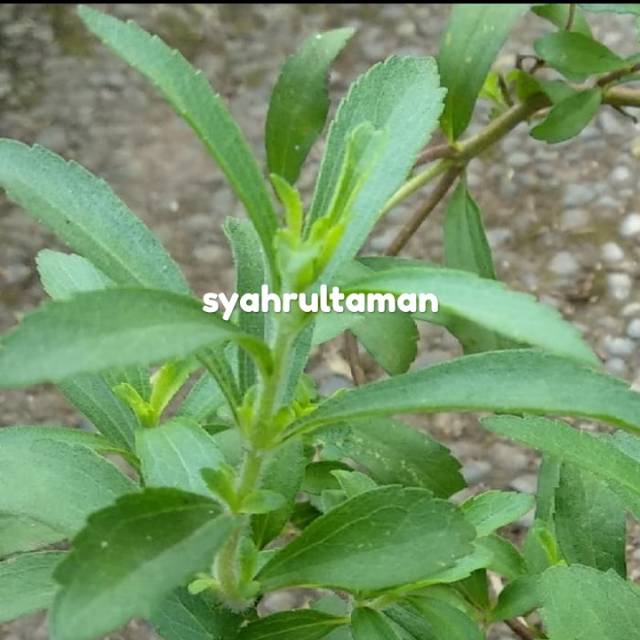 Tanaman daun stevia gula manis - bibit tanaman stevia herbal