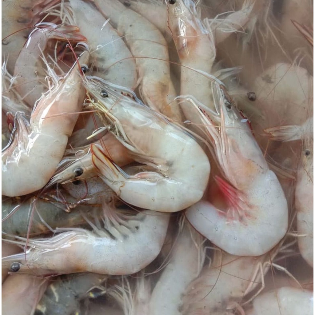 Udang Peci Segar