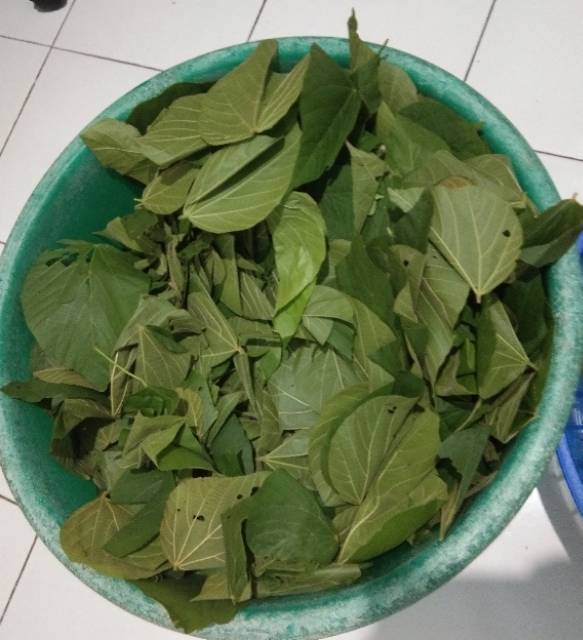Teh Seduh Daun Paliasa Shopee Indonesia