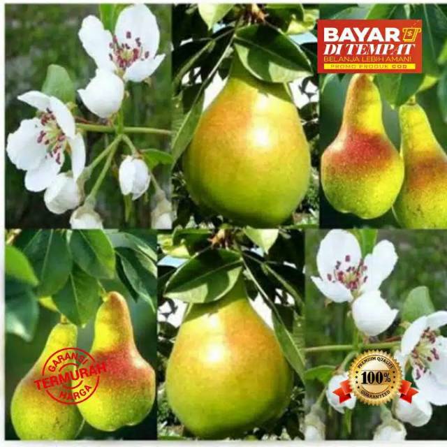 Bibit pear hijau beekualitas