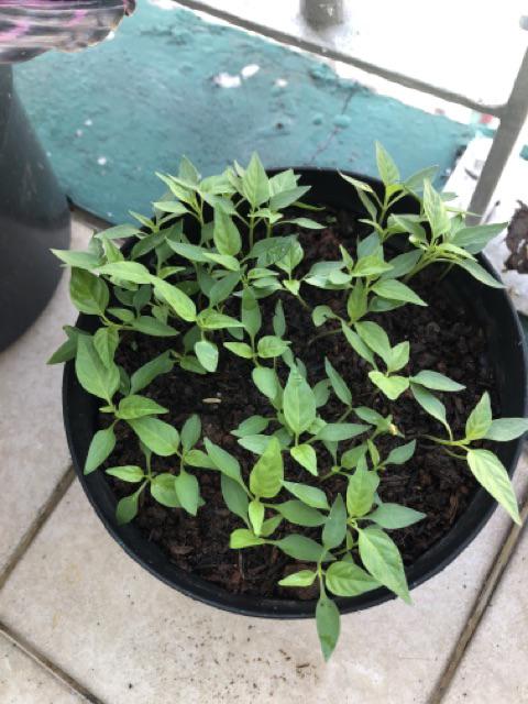 Polibag Tanaman Tebal Per Kg