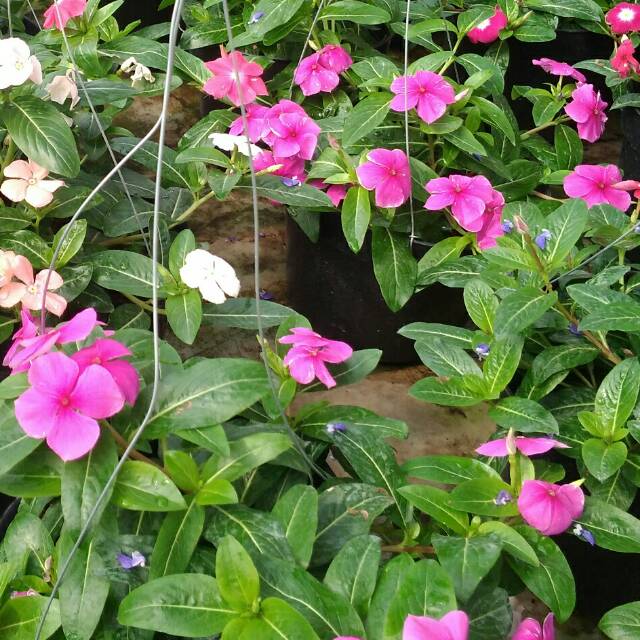 

bunga vinca