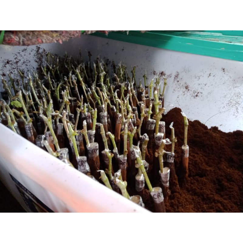 Cutting Grafting Anggur Impor Super