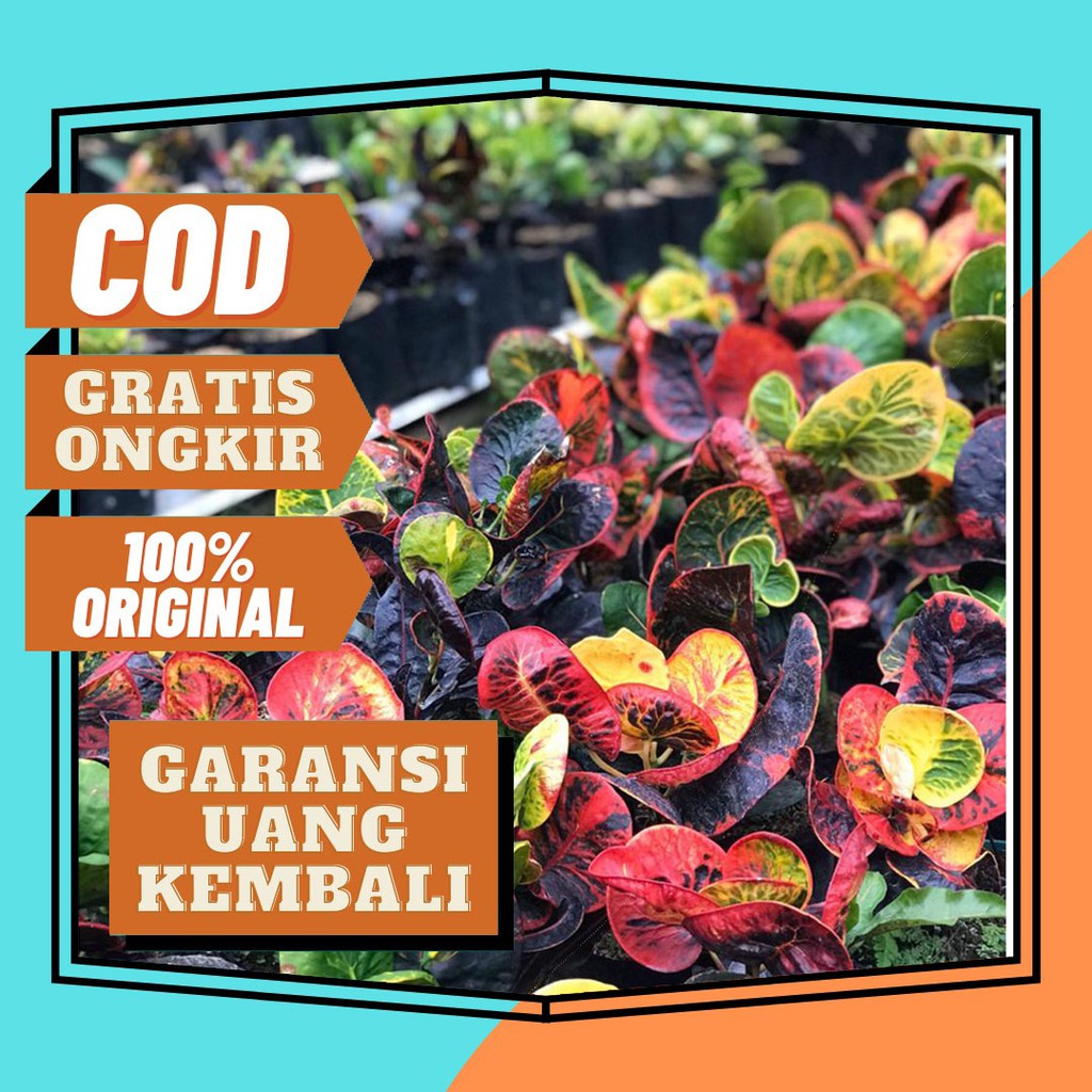 Tanaman Hias Bunga Puring Apel Kerang Langka Berkualitas Istimewa