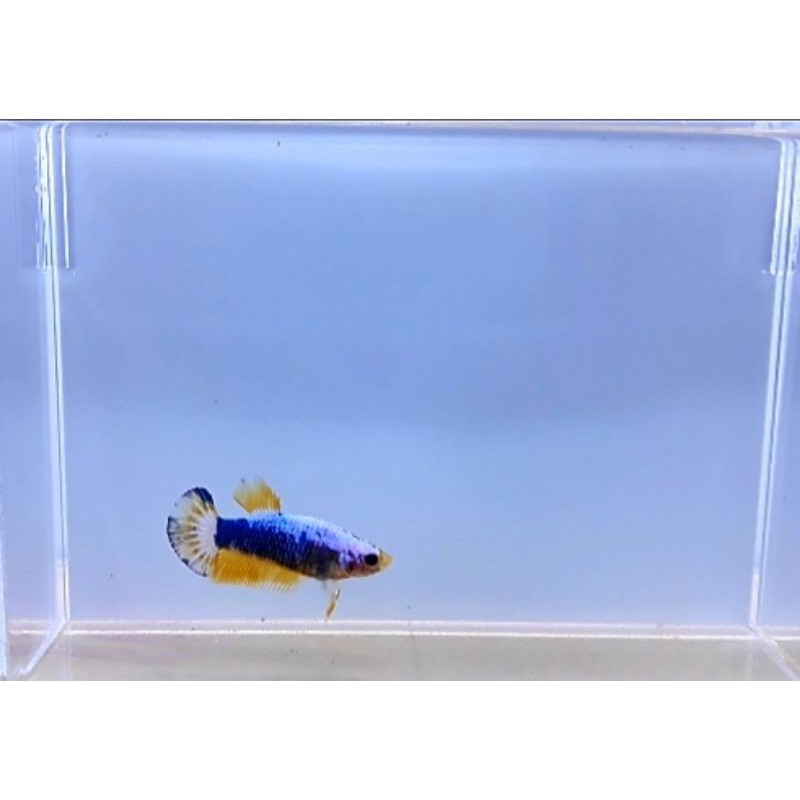 Female Ikan Cupang Hias Yellow Fancy (Nice Color)