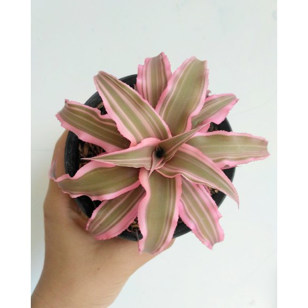 Tanaman kriptantus  - Cryptanthus Bivittatus - Tanaman Bunga Bromelia Mini BERGARANSI