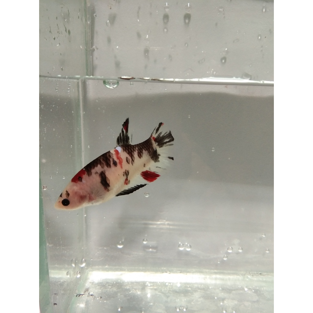 Ikan Cupang (Betta Sp) Female/Betina Giant - Black Koi (G071)