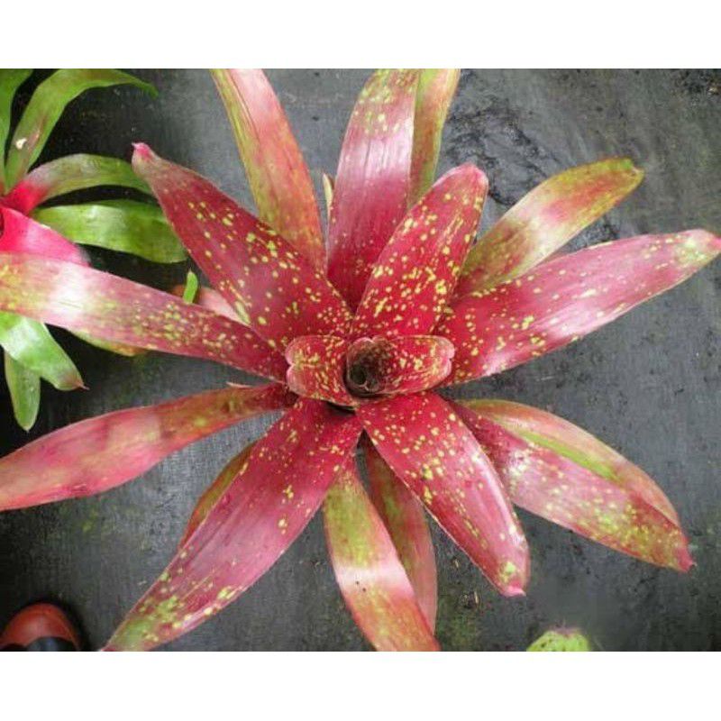 Tanaman hias bromelia merah polkadot/bromelia batik besar