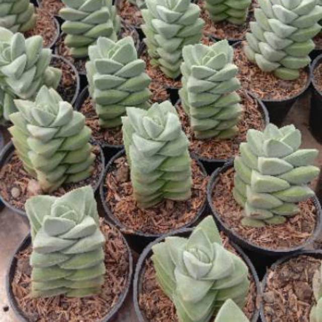 Kaktus Sukulen Crassula Moonglow