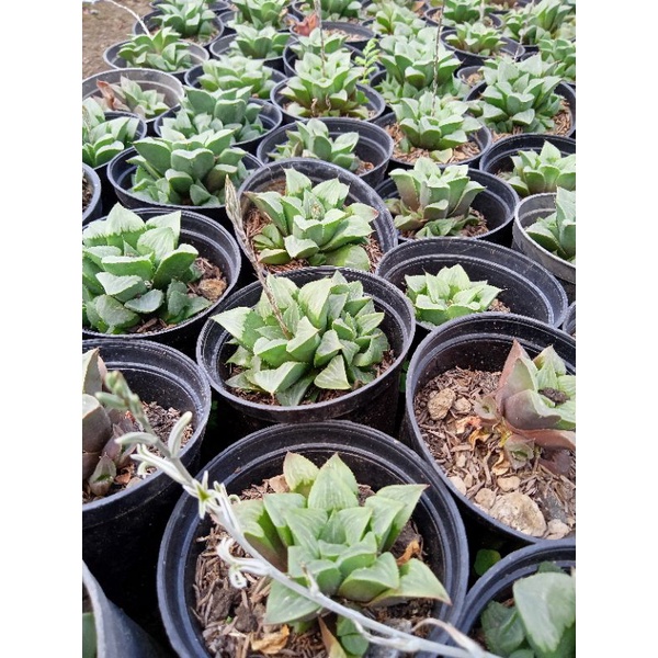 Haworthia Retusa Ijo Tanaman Hias + Freepot