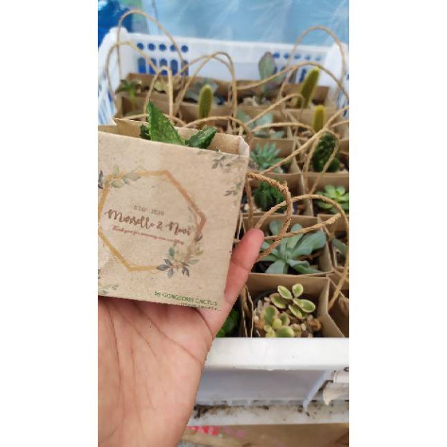 

Paket Souvenir Murah Tanaman Kaktus Sukulen Paperbag Craft+Nama Sovenir Untuk Wedding Kado Ulangtahu