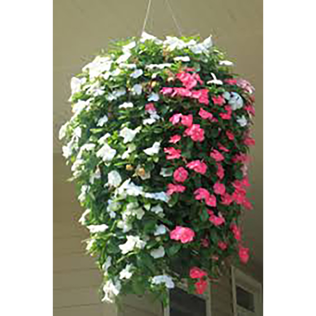 Benih-Bibit Bunga Vinca Gantung/Trailing XP Mix (Haira Seed)-3