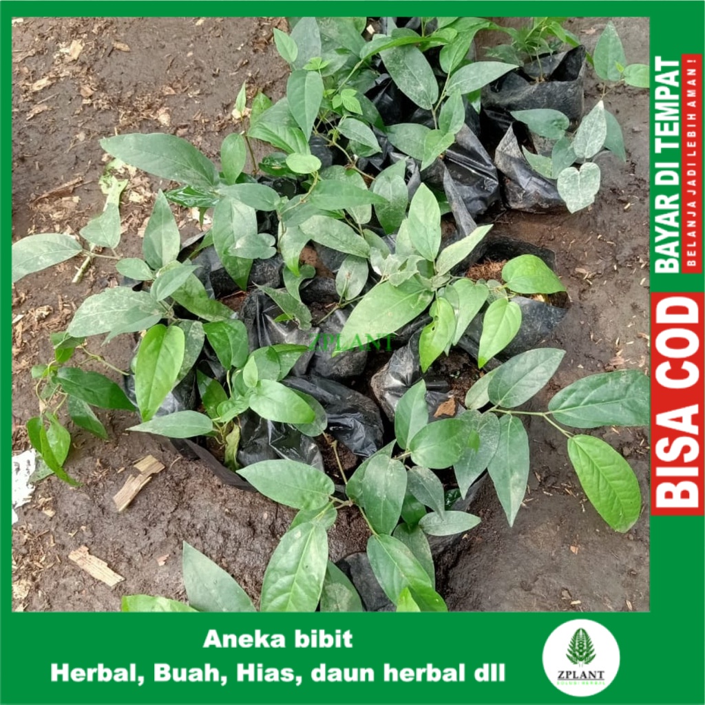 Bibit Cabai Jawa - Pohon Cabe Jawa Obat Herbal Bahan Jamu