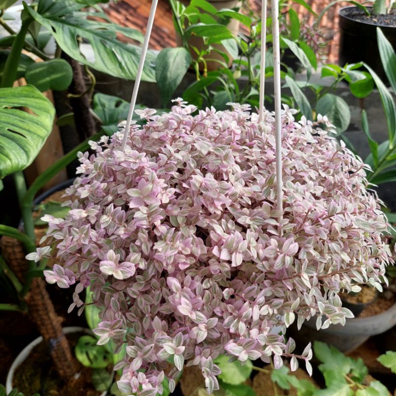 tanaman gantung callisia repens lady pink original