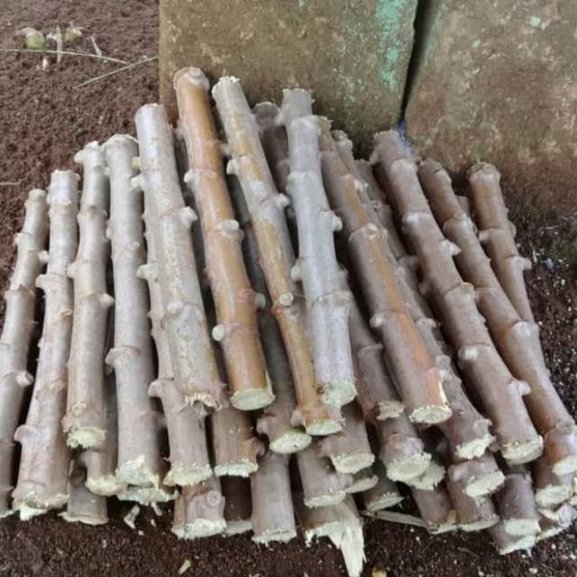 Pohon Singkong Apuy / Singkong Putih - Bibit Stek Batang Pohon Singkong Apuy