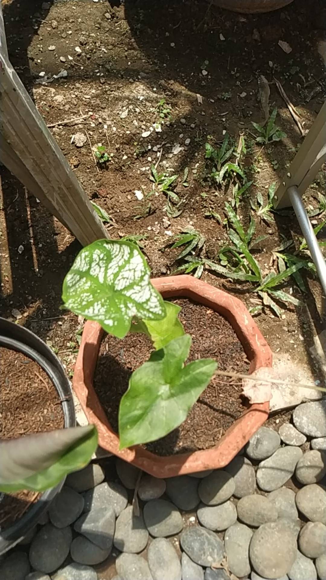 Tanaman Hias Caladium White Christmas