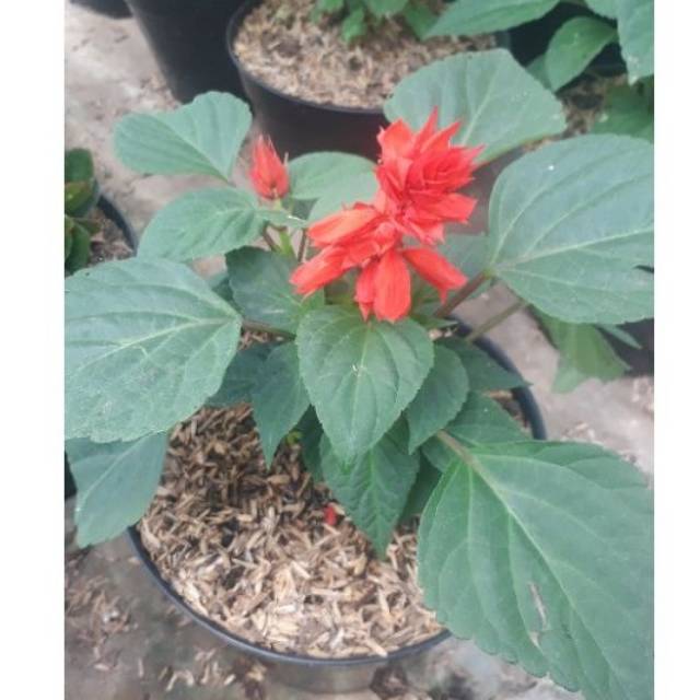 

salviana merah