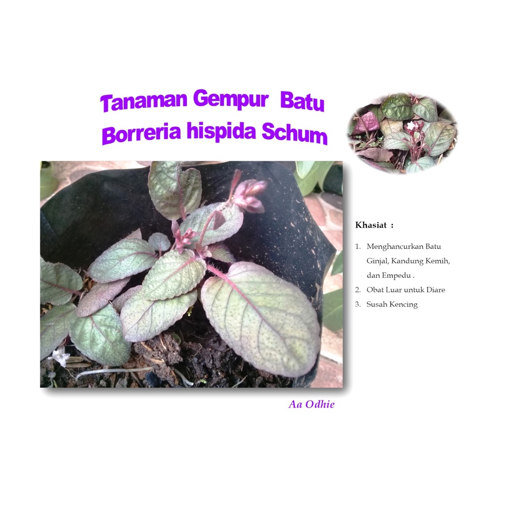 Tanaman Gempur Batu Borreria Hispida Schum Herbal
