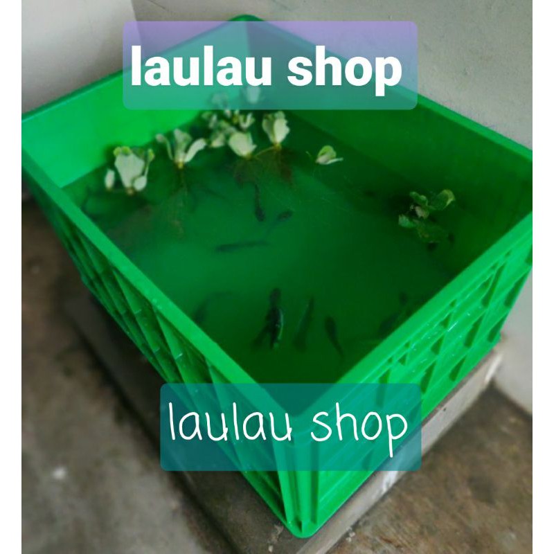 80x60x45 Box Container 200 Liter Hanata 3101 / KERANJANG INDUSTRI HNT SERBAGUNA / BAK KOLAM IKAN