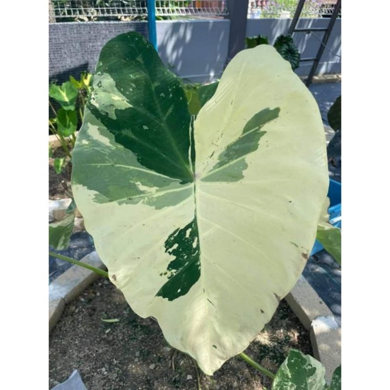 bibit Colocasia esculenta varigata (white variegated) bibit bonggol
