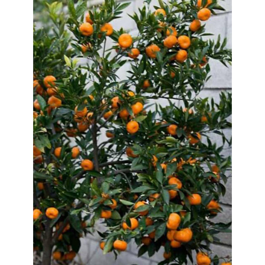 Biji Buah Jeruk Santang Manis - Bibit Tanaman Buah Jeruk Santang - Jeruk Santang - COD