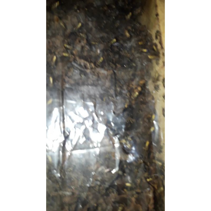 TERMINATA bahan koloni lebah klanceng terminata