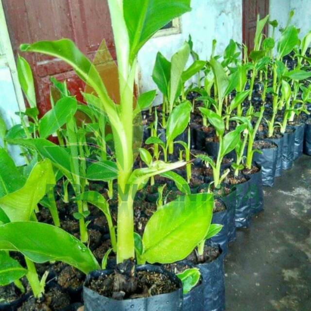 

Bibit pisang ambon mini