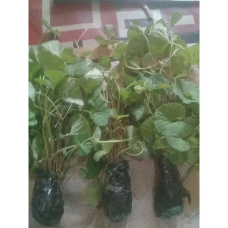 Bibit pegagan siap tanam per 7ikat