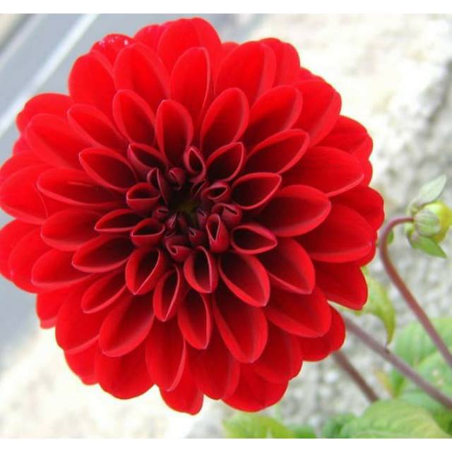 Tanaman hias bunga  dahlia  merah Shopee Indonesia