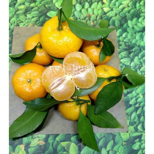 

FL810 Buah Jeruk Santang Manis Fresh / Jeruk Santang 500 Gram は 96