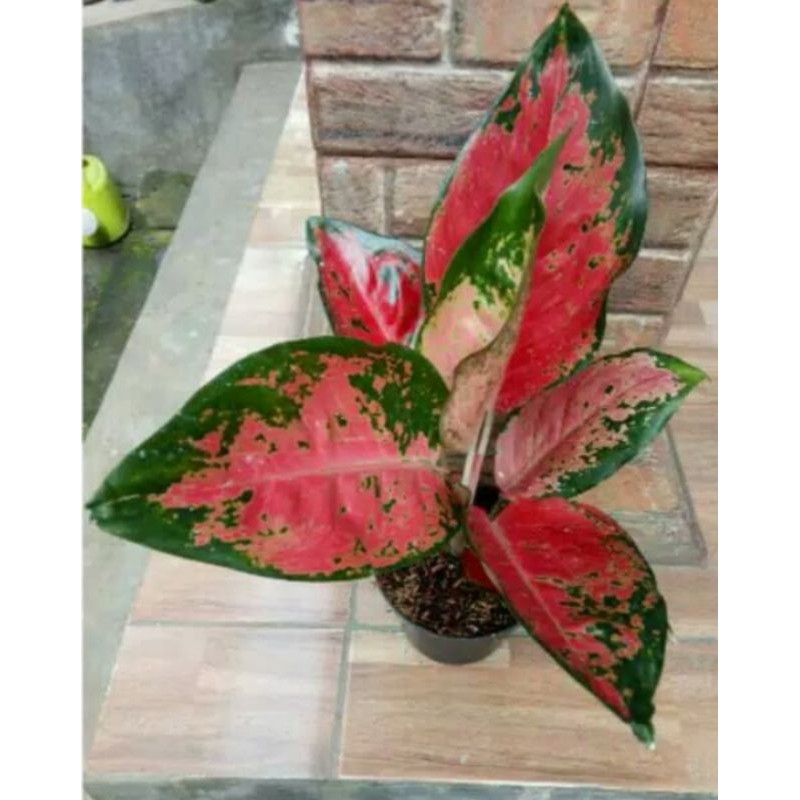 Aglonema Red Kochin - Tanaman Aglonema Red Kochin - Tanaman Hias Aglonema Red Kochin