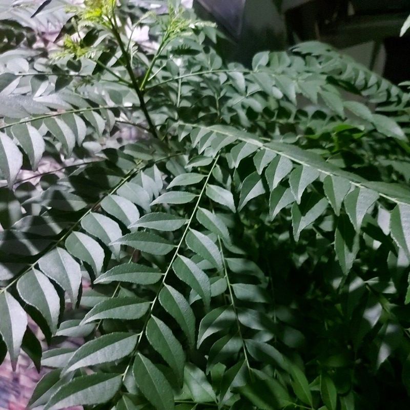 

daun kari/salam koja/temurui segar murah