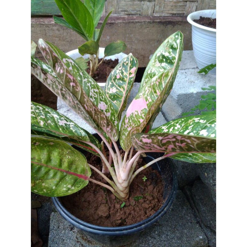 indukan aglonema merah 4_6 daun