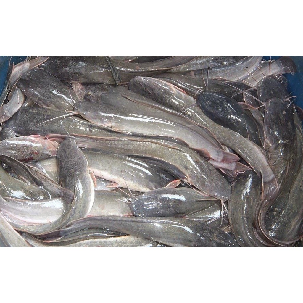 Ikan Lele 1kg