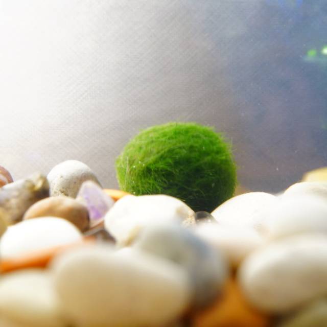 Marimo Moss