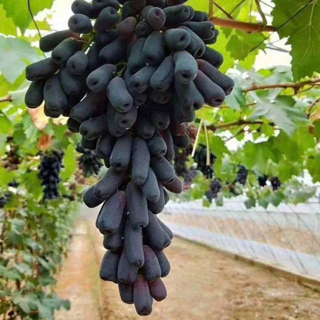 Bibit grafting anggur mondrop grafting okulasi