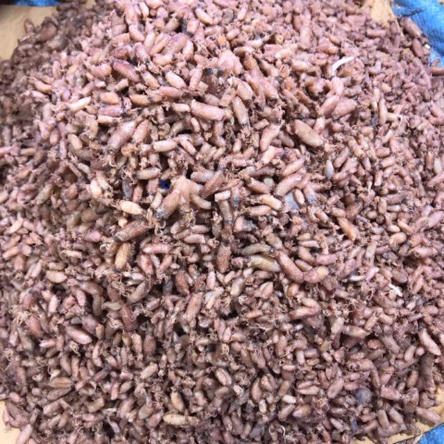

BABY CUMI 1 KG SIZE 0.5-1 CM ASLI MEDAN
