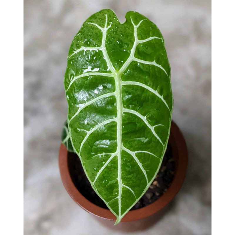 alocasia watsoniana baby rawatan