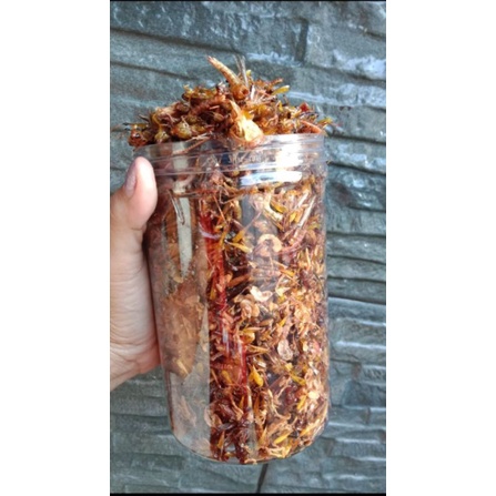 

belalang kecil toples kimbo