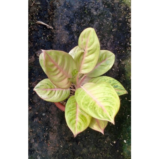 Aglonema Lokal Rengganis