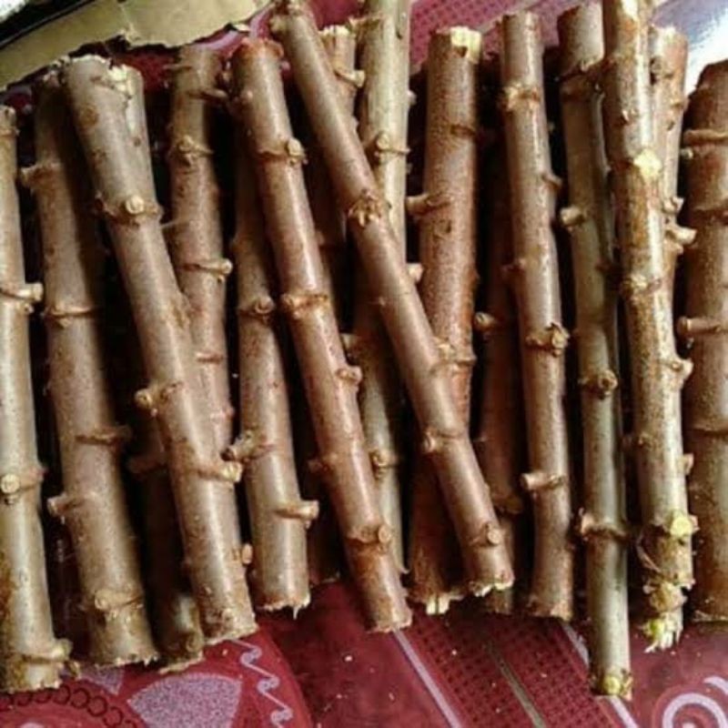 bibit stek singkong mentega/10 batang/pohon singkong mentega/singkong mentega