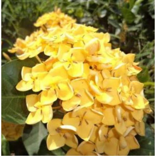 Bibit Benih Biji Bunga Hydrangea Yellow - Benih Bunga Hydrangea Yellow - Bunga Hydrangea Kuning -COD