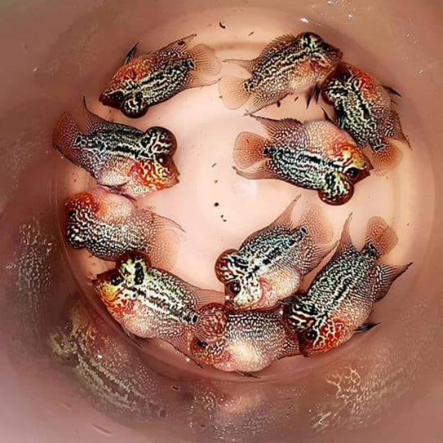 Ikan Louhan srd ori thailand super grade A ukuran 8 cm