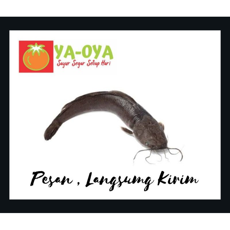 

IKAN LELE SEGAR 1Kg