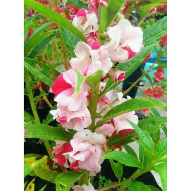 Eceran pacar air tumpuk merah putih 15 biji