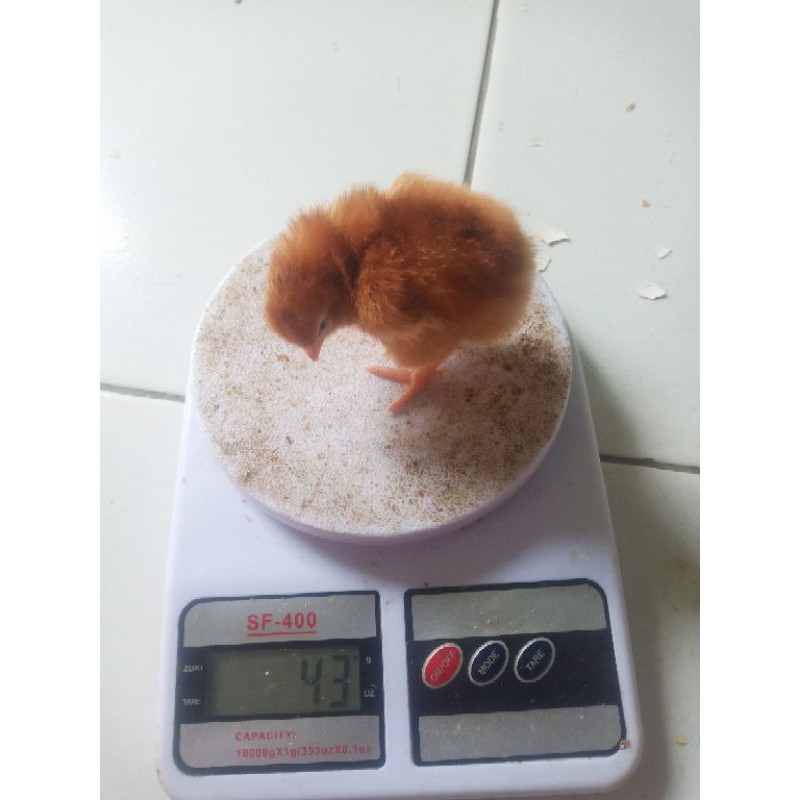 Doc Ayam Rir (rhode island red)bibt ayam original