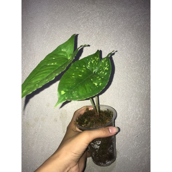Alocasia puncak Borneo sp