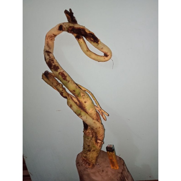 bahan bonsai akar serut meliuk